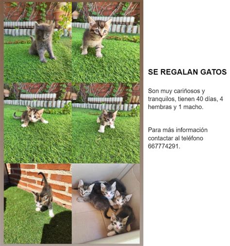 regalo gatitos|SE REGALAN GATITOS